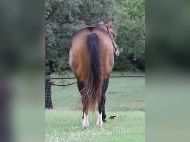 American Quarter Horse Gelding 14 years 15 hh Buckskin in Jacksboro TX