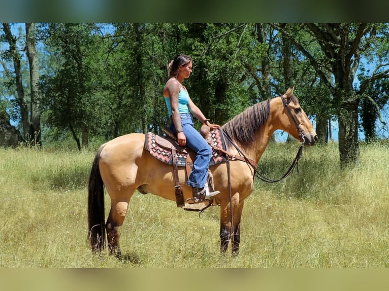 American Quarter Horse Gelding 14 years 15 hh Buckskin in Pleasant Grove CA