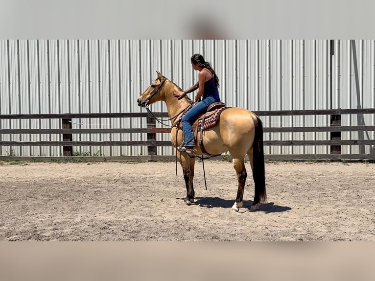 American Quarter Horse Gelding 14 years 15 hh Buckskin in Pleasant Grove GA