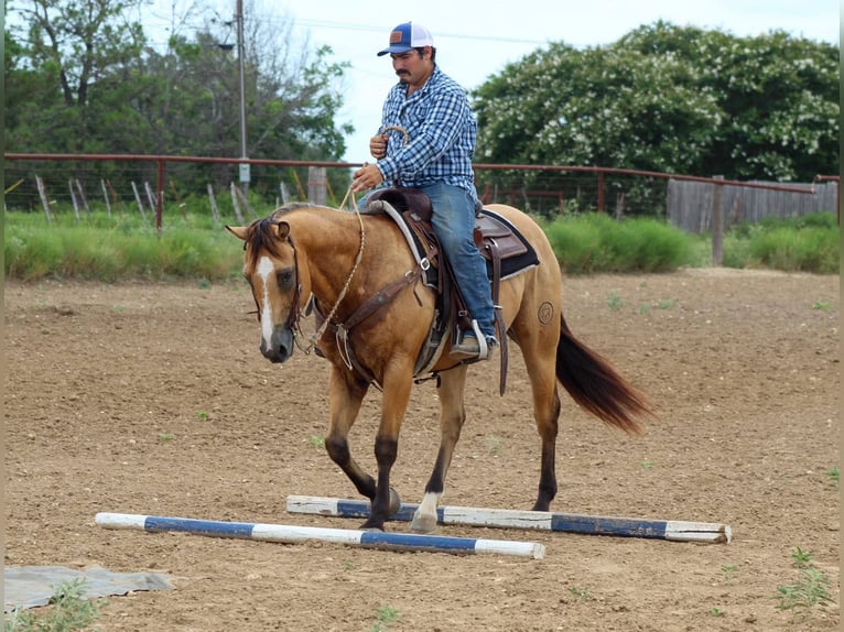 American Quarter Horse Gelding 14 years 15 hh Buckskin in Stephenville TX