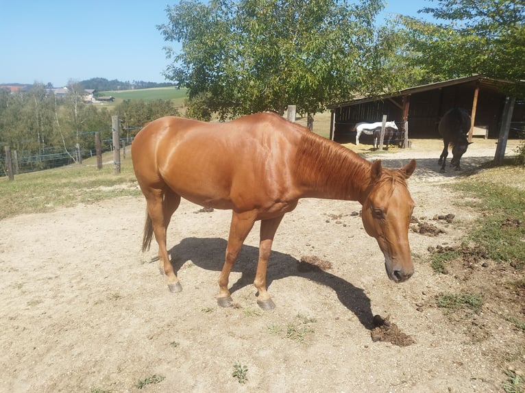 American Quarter Horse Gelding 14 years 15 hh Chestnut-Red in Gutau