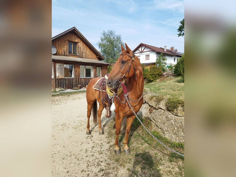 American Quarter Horse Gelding 14 years 15 hh Chestnut-Red in Gutau