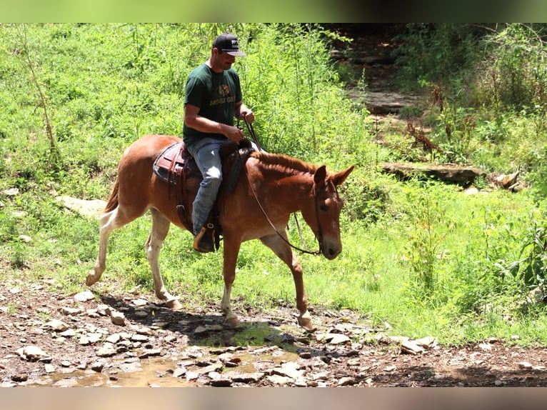 American Quarter Horse Gelding 14 years 15 hh Chestnut in Brooksville KY