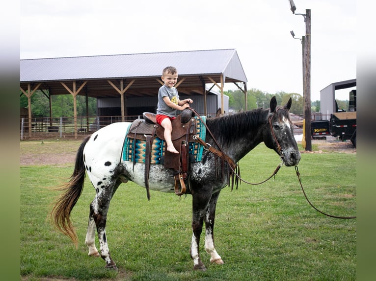 American Quarter Horse Gelding 14 years 15 hh Chestnut in Greenville TX