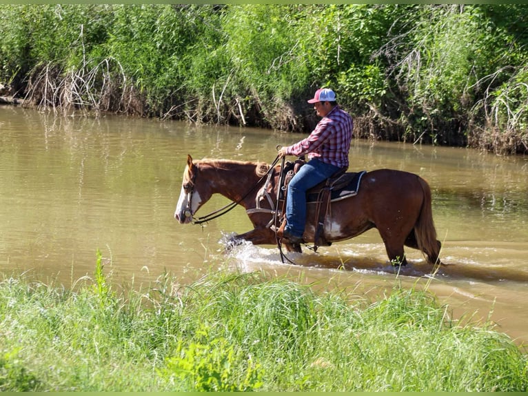 American Quarter Horse Gelding 14 years 15 hh Chestnut in Stephenville TX