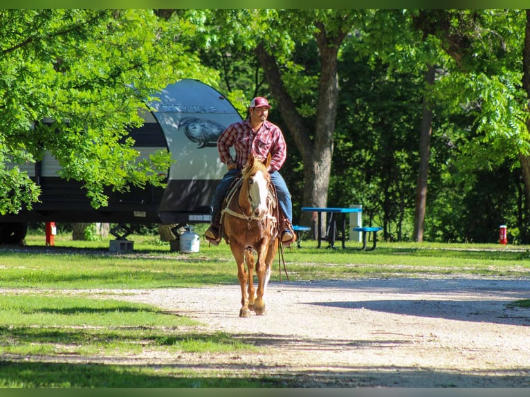 American Quarter Horse Gelding 14 years 15 hh Chestnut in Stephenville TX