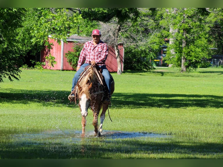 American Quarter Horse Gelding 14 years 15 hh Chestnut in Stephenville TX