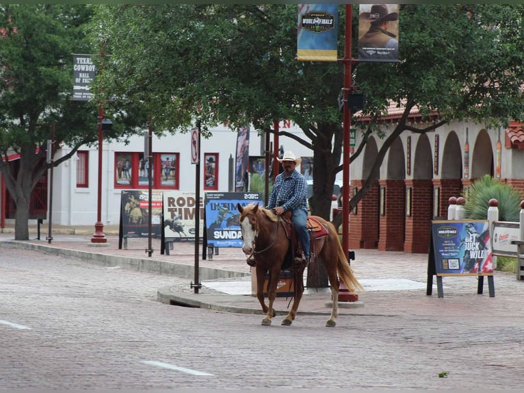 American Quarter Horse Gelding 14 years 15 hh Chestnut in Stephenville TX