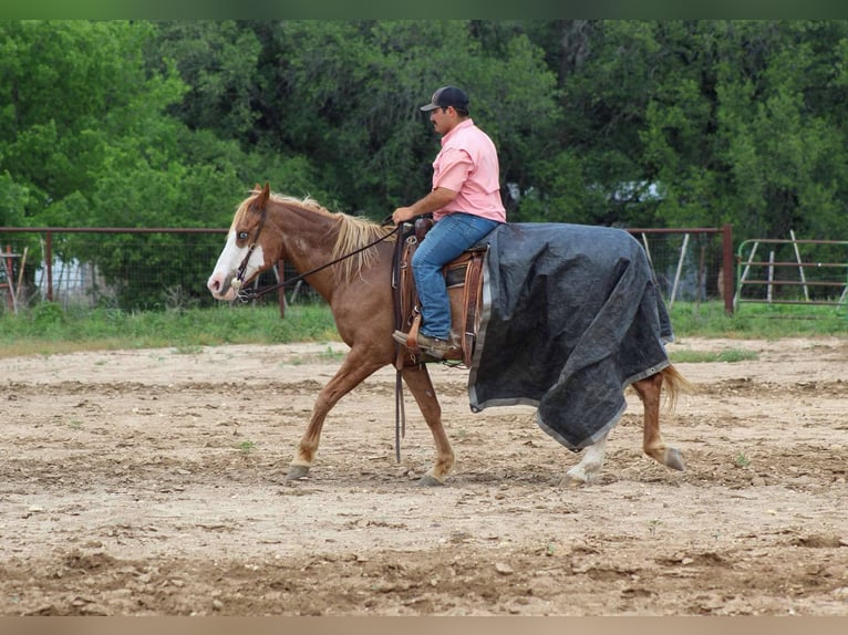 American Quarter Horse Gelding 14 years 15 hh Chestnut in Stephenville TX