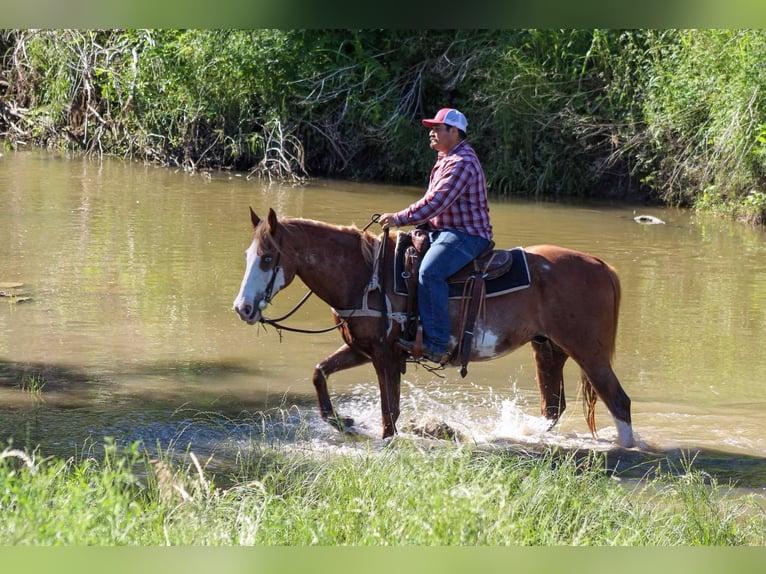 American Quarter Horse Gelding 14 years 15 hh Chestnut in Stephenville TX
