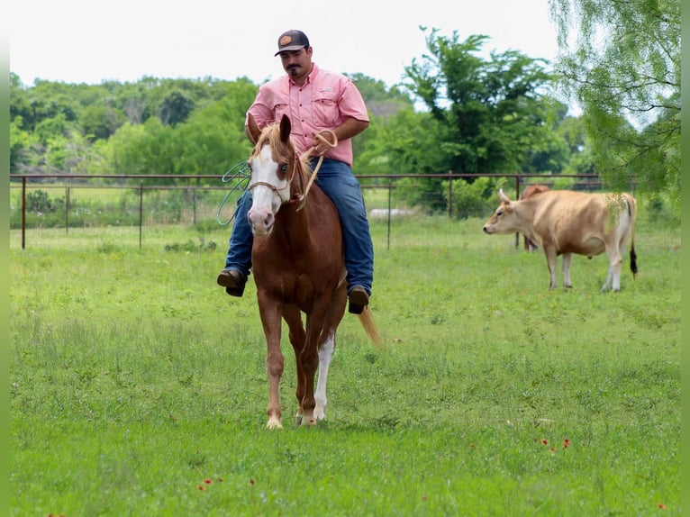American Quarter Horse Gelding 14 years 15 hh Chestnut in Stephenville TX