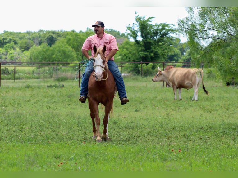 American Quarter Horse Gelding 14 years 15 hh Chestnut in Stephenville TX