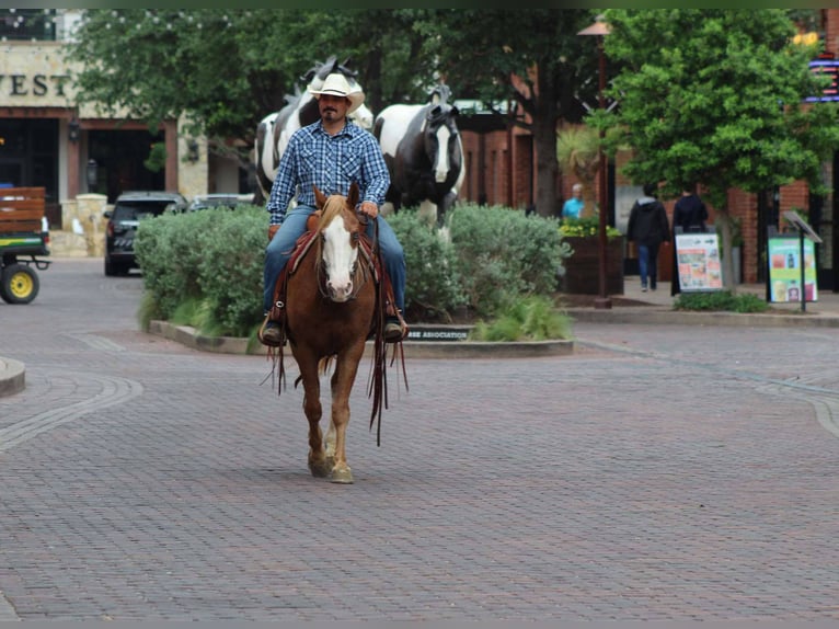 American Quarter Horse Gelding 14 years 15 hh Chestnut in Stephenville TX