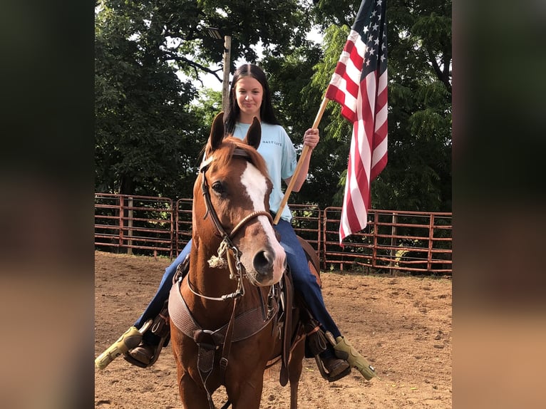 American Quarter Horse Gelding 14 years 15 hh Chestnut in Shelbyville