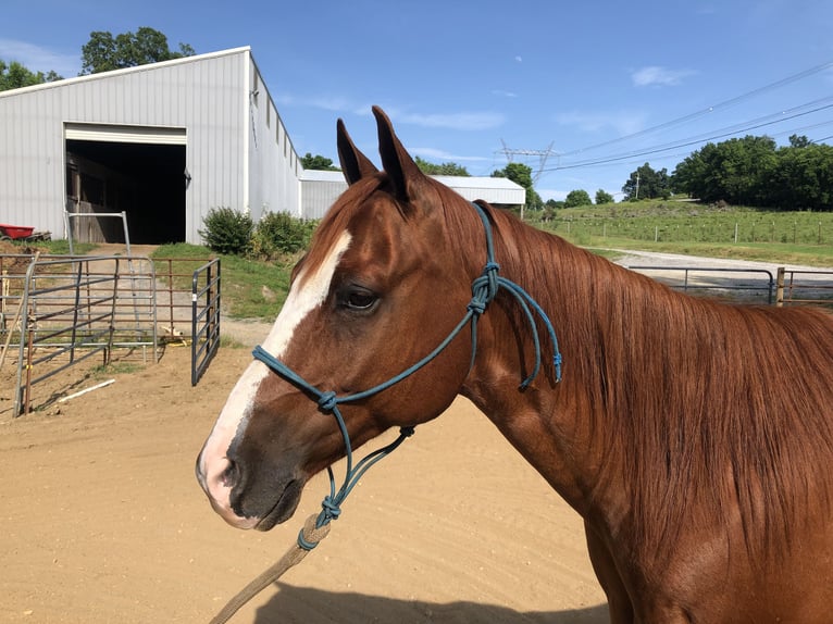American Quarter Horse Gelding 14 years 15 hh Chestnut in Shelbyville