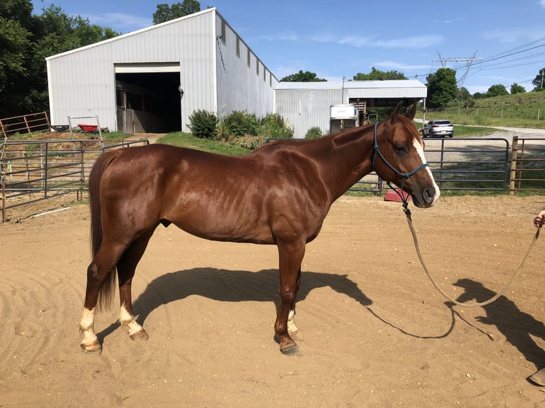 American Quarter Horse Gelding 14 years 15 hh Chestnut in Shelbyville