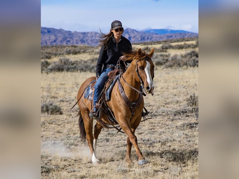 American Quarter Horse Mix Gelding 14 years 15 hh Dun in Powell, WY