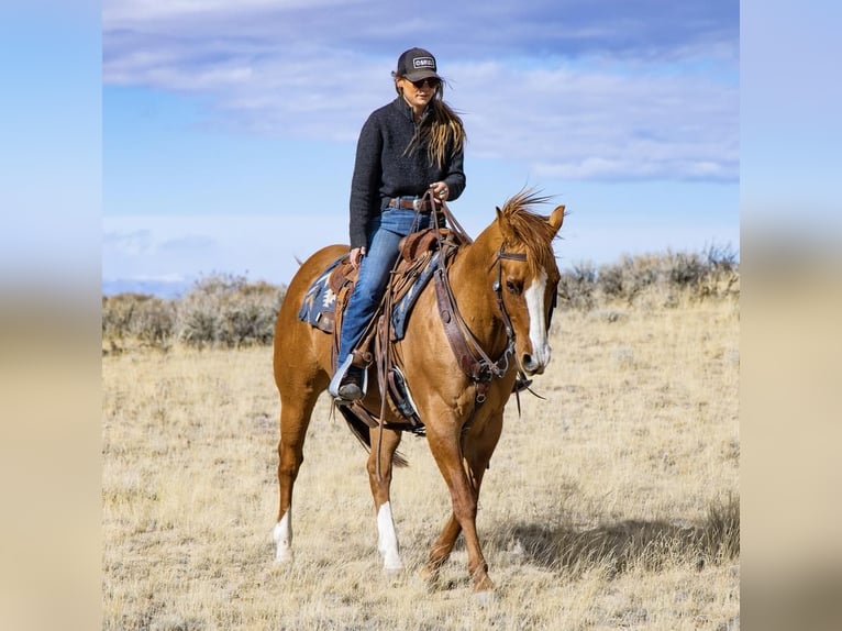 American Quarter Horse Mix Gelding 14 years 15 hh Dun in Powell, WY