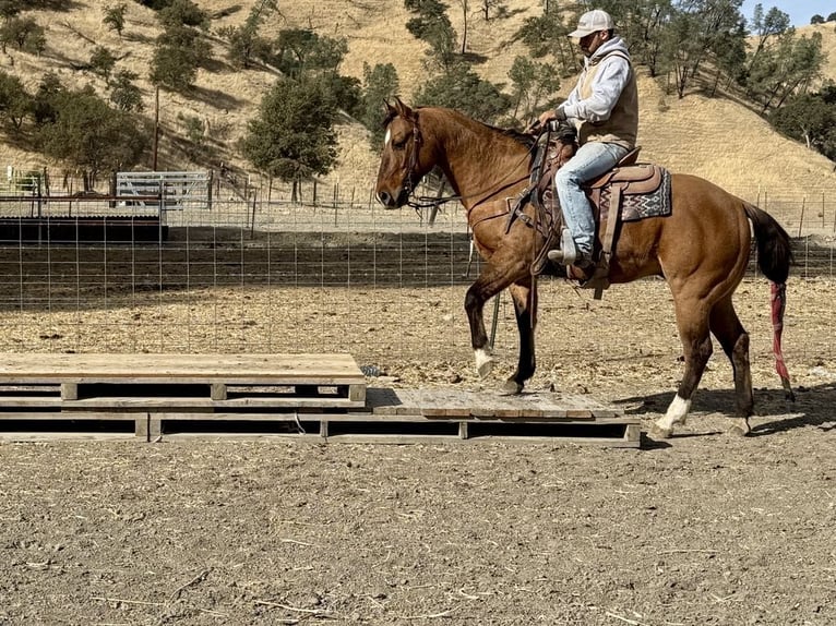 American Quarter Horse Gelding 14 years 15 hh Dun in Paicines CA