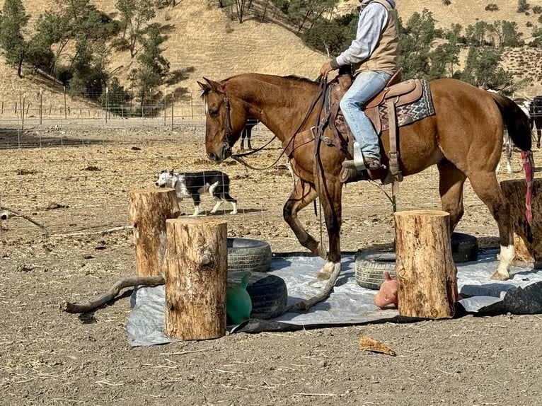 American Quarter Horse Gelding 14 years 15 hh Dun in Paicines CA