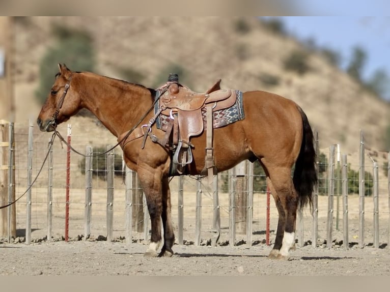 American Quarter Horse Gelding 14 years 15 hh Dun in Paicines CA