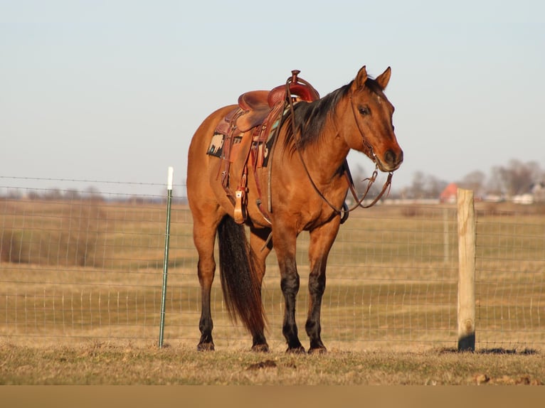 American Quarter Horse Gelding 14 years 15 hh Dun in Sonora, KY
