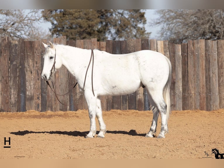 American Quarter Horse Gelding 14 years 15 hh Gray-Blue-Tan in Joshua, TX