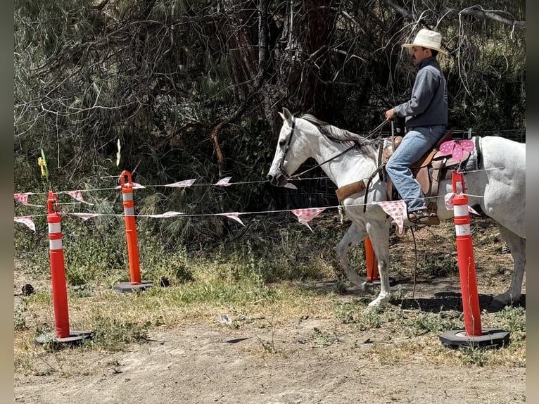American Quarter Horse Gelding 14 years 15 hh Grey in Paicines CA