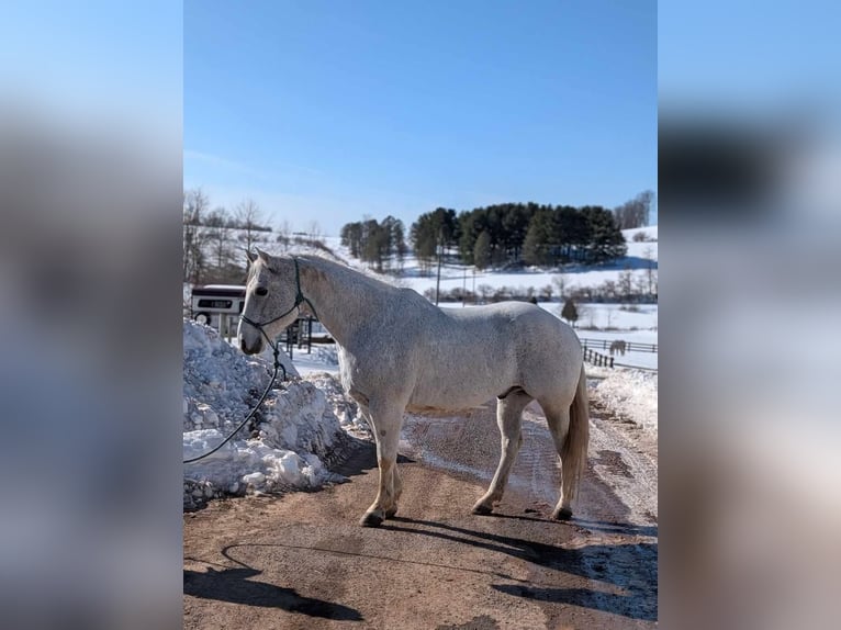 American Quarter Horse Gelding 14 years 15 hh Grey in Ringgold