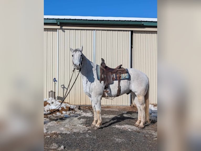 American Quarter Horse Gelding 14 years 15 hh Grey in Ringgold