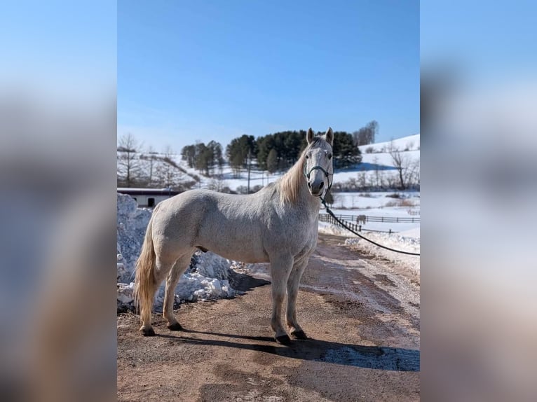 American Quarter Horse Gelding 14 years 15 hh Grey in Ringgold