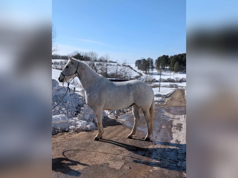 American Quarter Horse Gelding 14 years 15 hh Grey in Ringgold