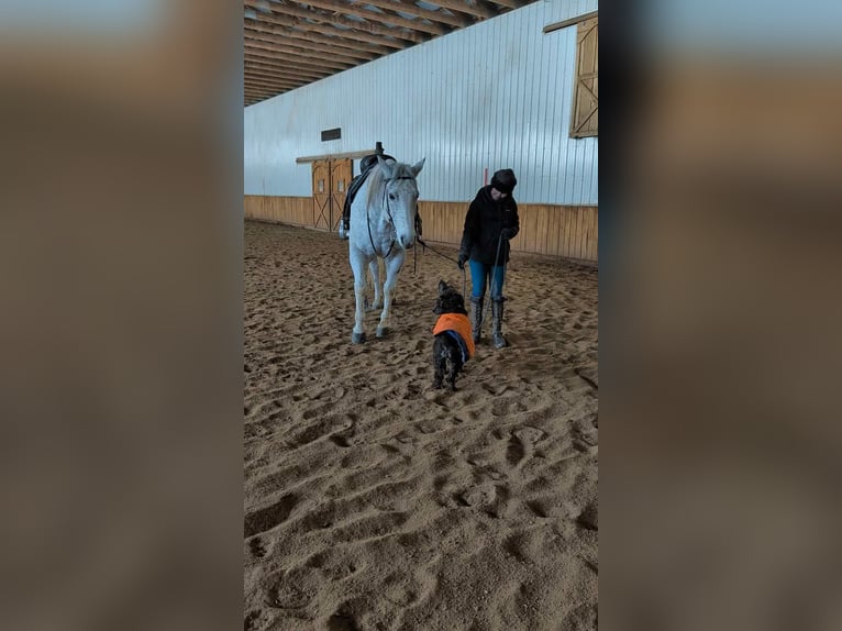 American Quarter Horse Gelding 14 years 15 hh Grey in Ringgold