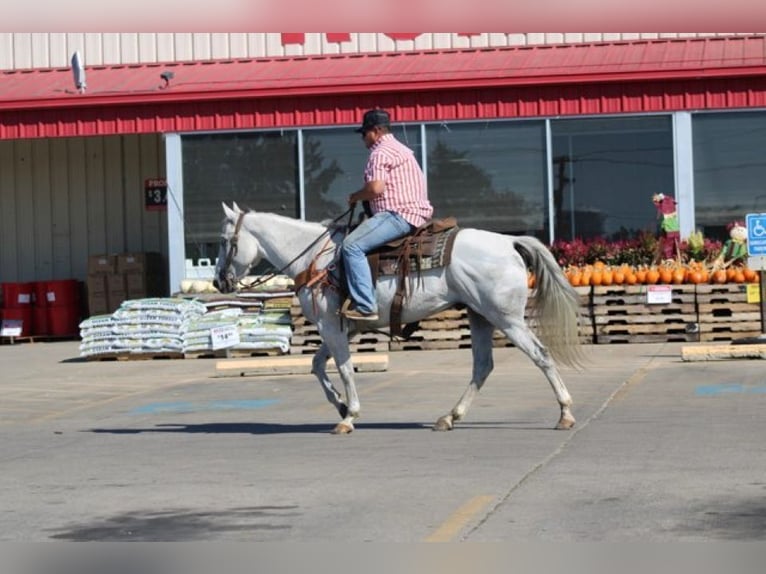 American Quarter Horse Gelding 14 years 15 hh Grey in Charleston