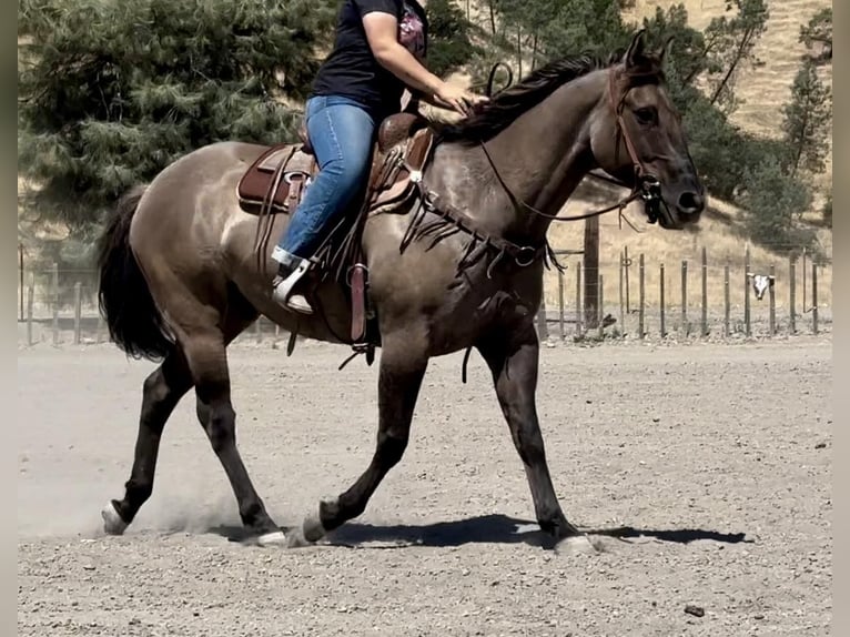 American Quarter Horse Gelding 14 years 15 hh Grullo in BITTERWATER, CA