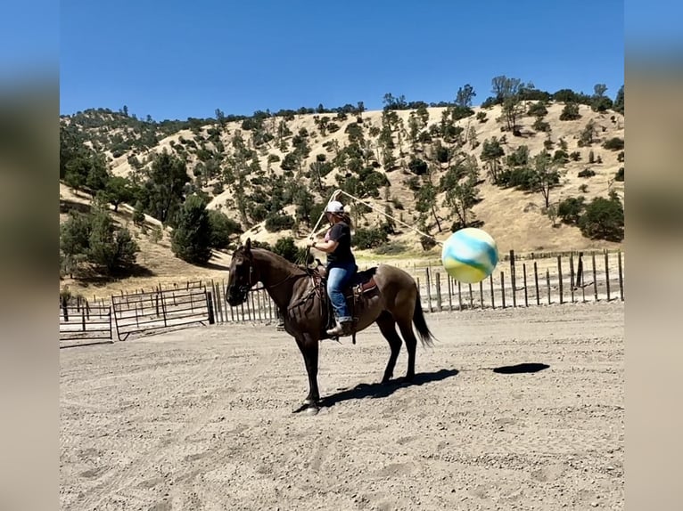 American Quarter Horse Gelding 14 years 15 hh Grullo in BITTERWATER, CA