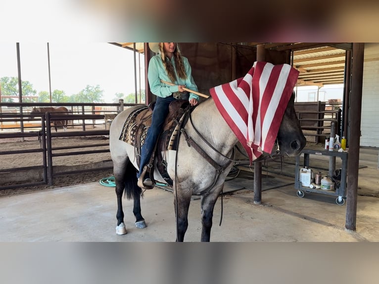 American Quarter Horse Gelding 14 years 15 hh Grullo in Lipan