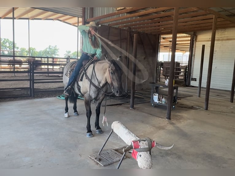 American Quarter Horse Gelding 14 years 15 hh Grullo in Lipan