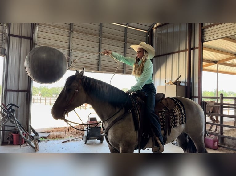 American Quarter Horse Gelding 14 years 15 hh Grullo in Lipan