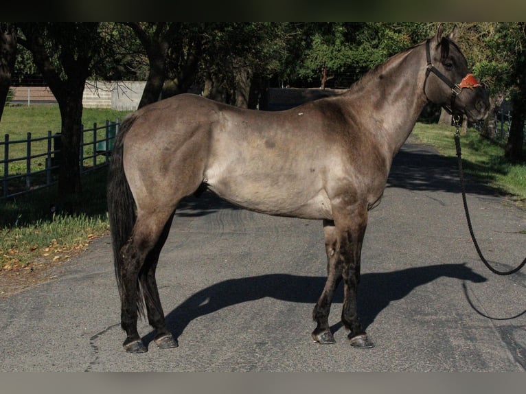 American Quarter Horse Gelding 14 years 15 hh Grullo in HIckman CA