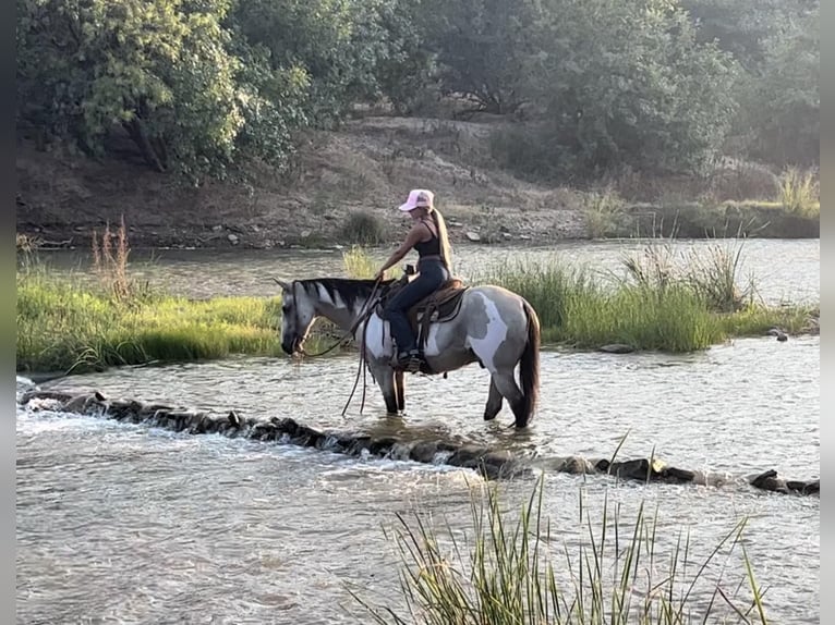 American Quarter Horse Gelding 14 years 15 hh Overo-all-colors in Weatherford TX