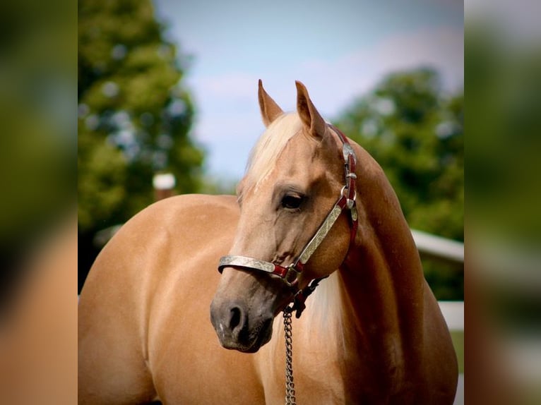 American Quarter Horse Gelding 14 years 15 hh Palomino in Borden