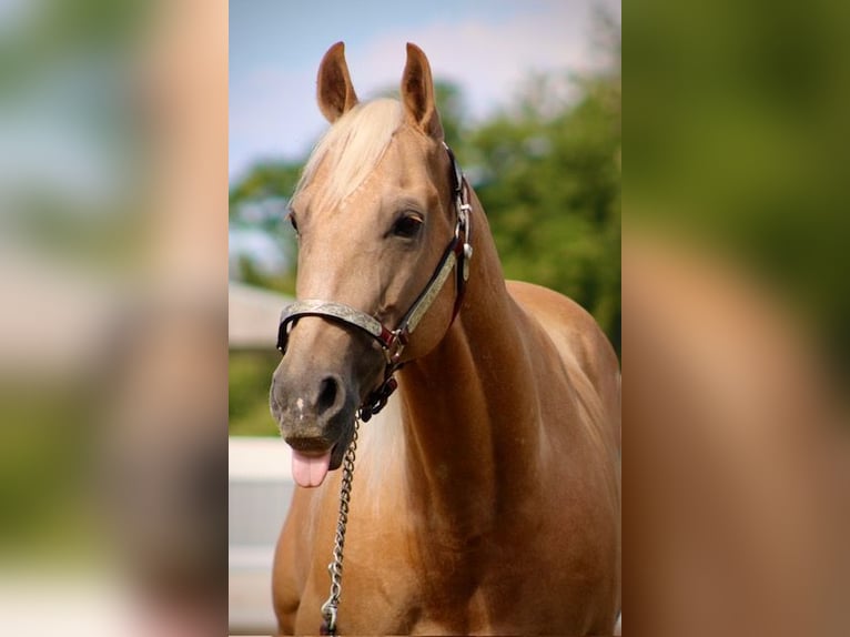 American Quarter Horse Gelding 14 years 15 hh Palomino in Borden