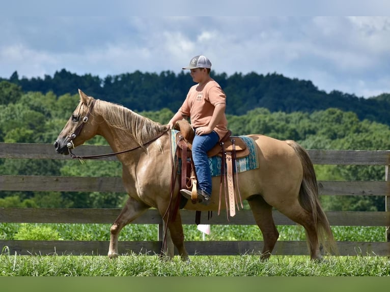 American Quarter Horse Gelding 14 years 15 hh Palomino in Crab Orchard, KY