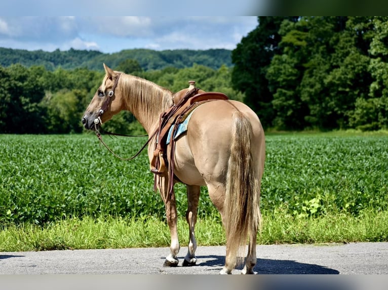 American Quarter Horse Gelding 14 years 15 hh Palomino in Crab Orchard, KY