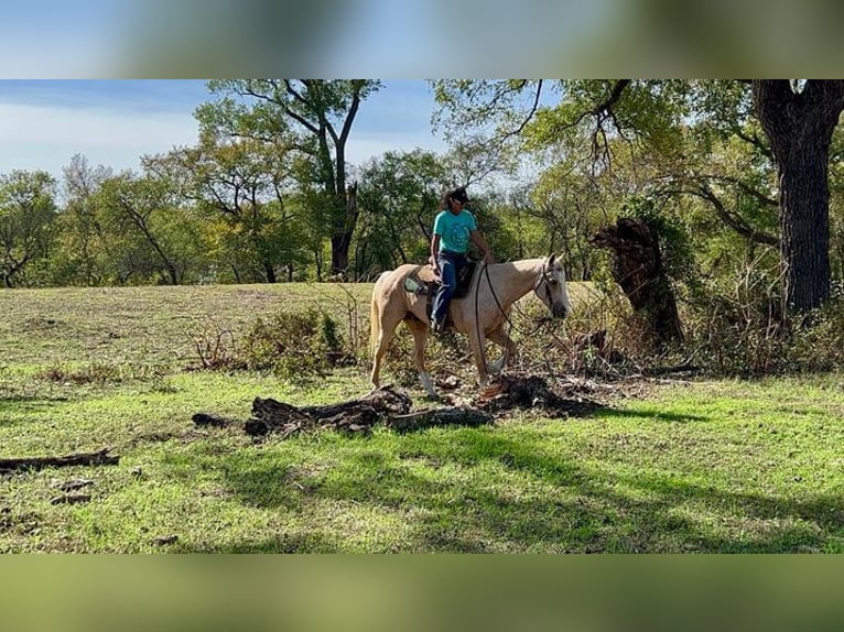 American Quarter Horse Gelding 14 years 15 hh Palomino in Weatherford, TX