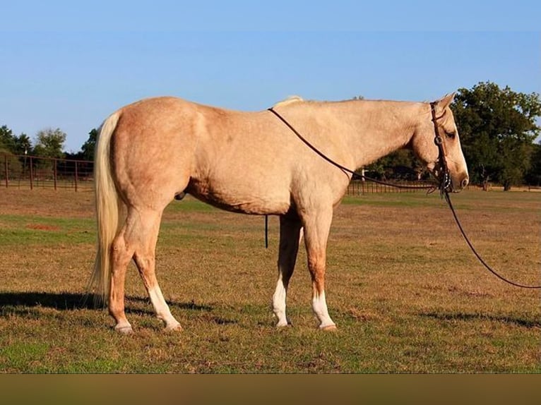 American Quarter Horse Gelding 14 years 15 hh Palomino in Weatherford, TX