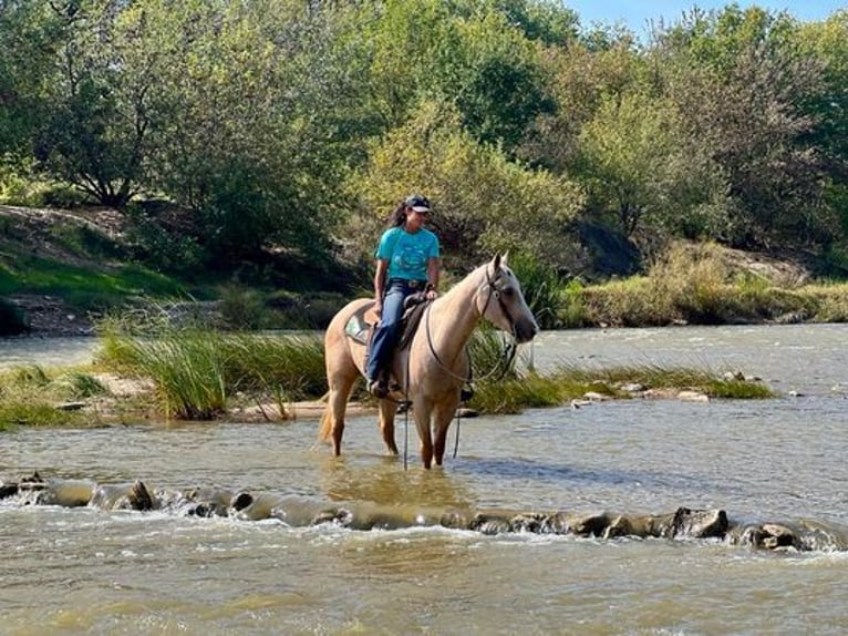 American Quarter Horse Gelding 14 years 15 hh Palomino in Weatherford, TX