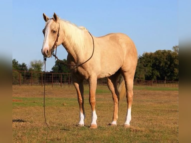 American Quarter Horse Gelding 14 years 15 hh Palomino in Weatherford, TX