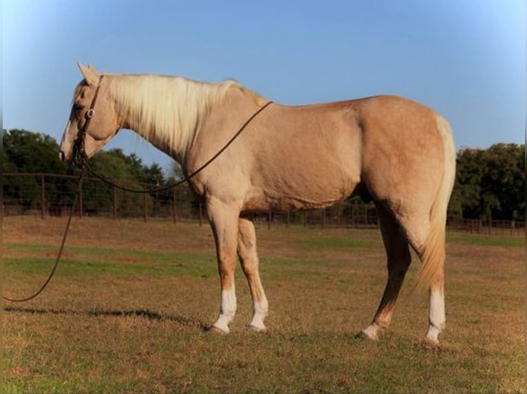 American Quarter Horse Gelding 14 years 15 hh Palomino in Weatherford, TX